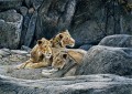 lions au rocher